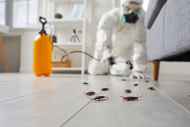 Post-Treatment Bed Bug Interceptor Monitoring in Vincent